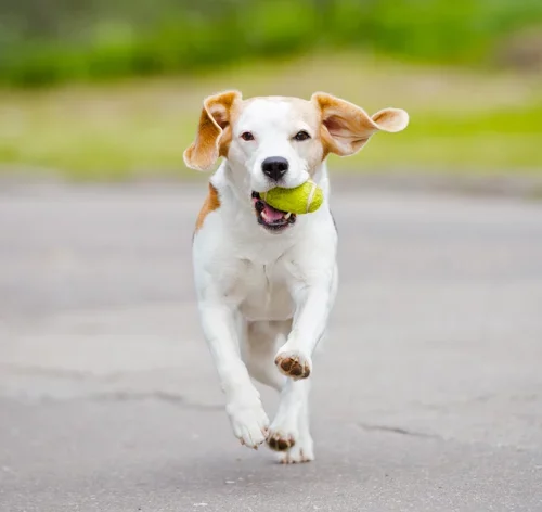 cachorro hiperativo brincando com uma bolinha
