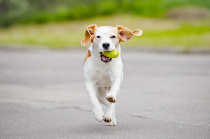 cachorro hiperativo brincando com uma bolinha