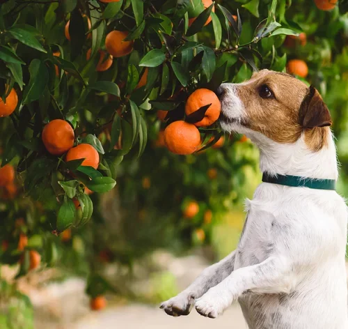 cachorro comendo tangerina