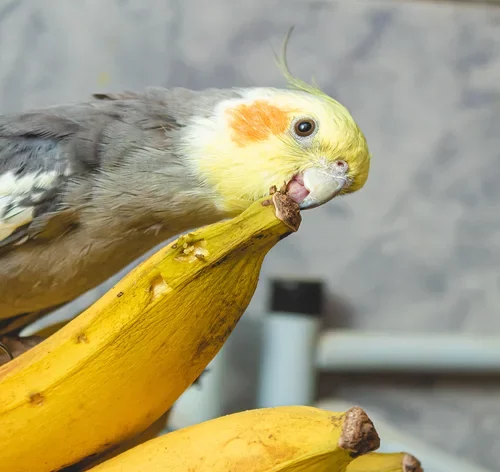 calopsita comendo banana