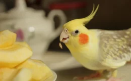 calposita pode comer maça e faz bem à saúde