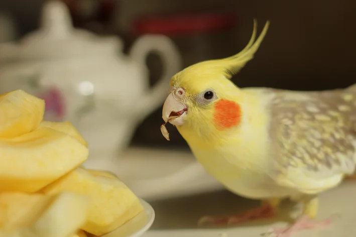 calposita pode comer maça e faz bem à saúde