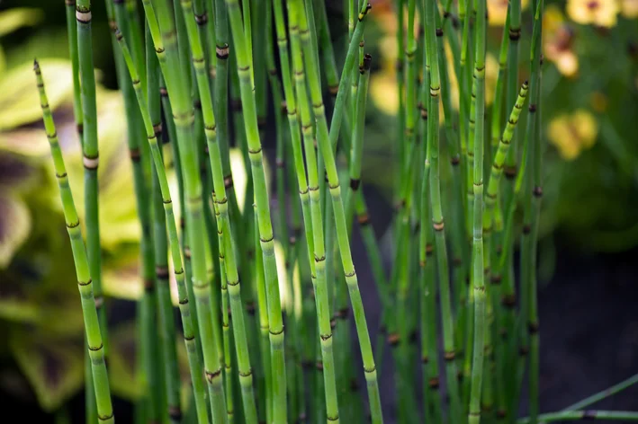 cavalinha planta