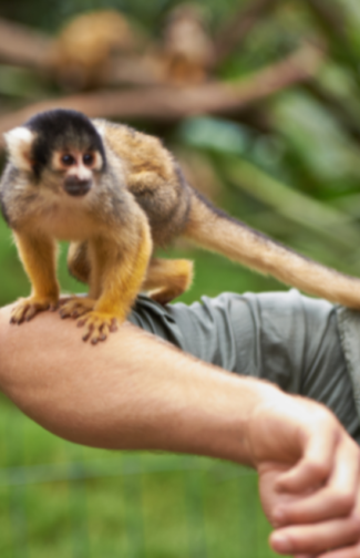 cropped-sera-que-macaco-e-pet.png