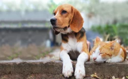 Dia Nacional dos Animais é celebrado em 14 de março 1