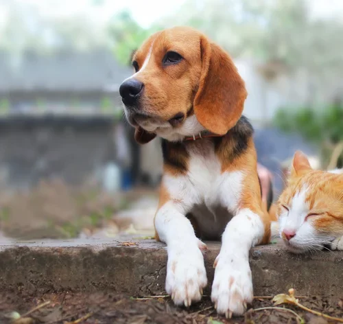 Dia Nacional dos Animais é celebrado em 14 de março 1