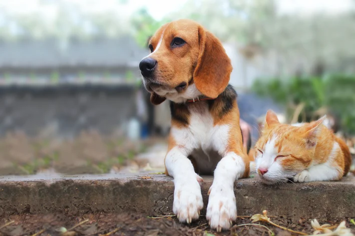 Dia nacional dos animais capa