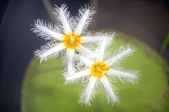 duas flores de estrela branca em close