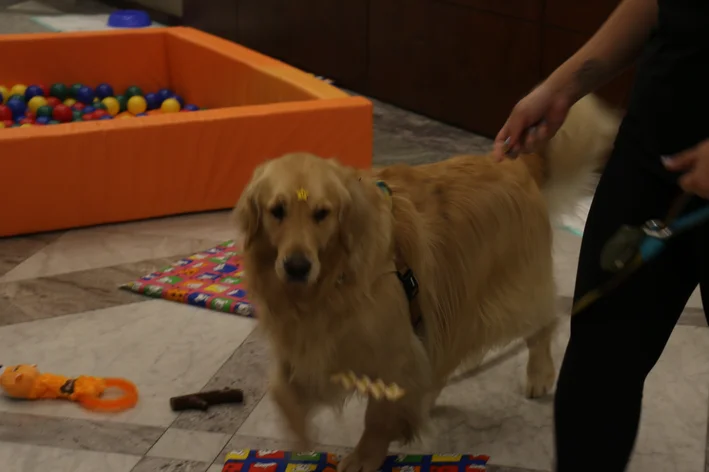 cachorro andado perto da piscina de bolinhas