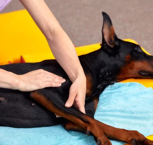 cachorro passando por fisioterapia veterinária