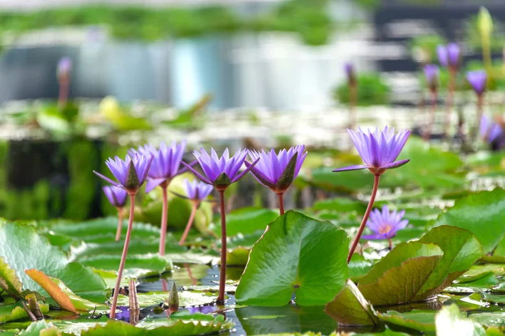 flor de lótus flutuantes