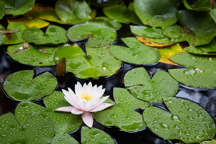 flor de lótus no lago