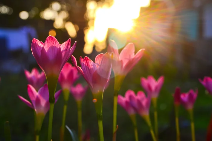 flores-de-lótus rosa no sol