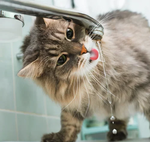 gato bebe muita água na torneira