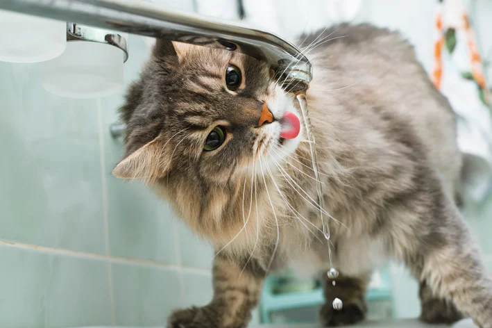 gato bebe muita água na torneira