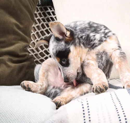 cachorro se lambendo com inchaço nas partes íntimas