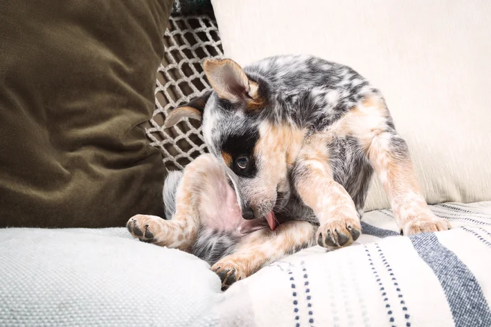 cachorro se lambendo com inchaço nas partes íntimas