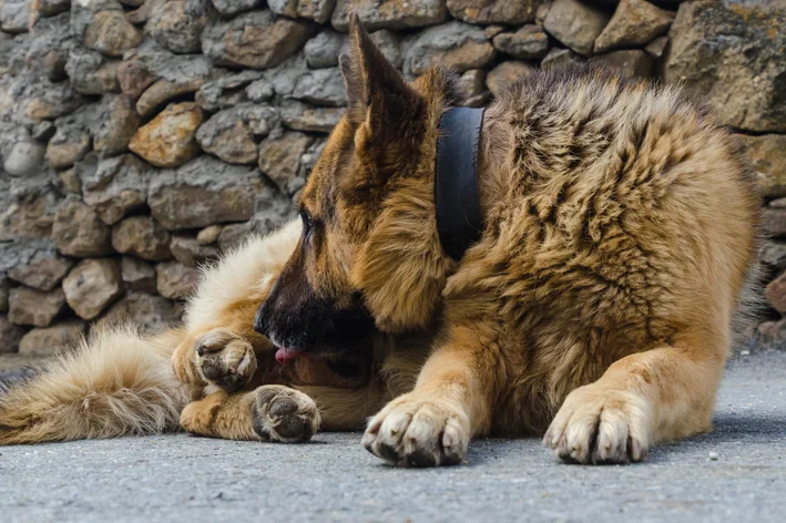 cachorro com inchaço na partes íntimas se lambendo