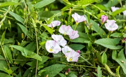 flores de ipomoea aquatica no jardim