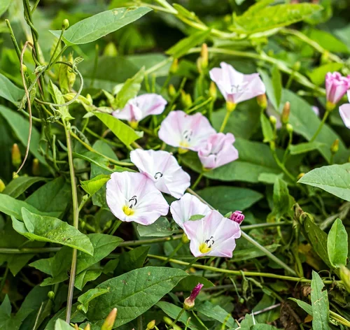 flores de ipomoea aquatica no jardim