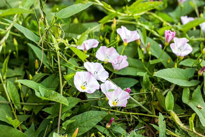 flores de ipomoea aquatica no jardim