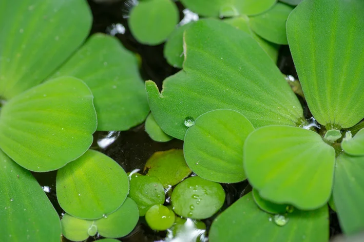 Lentilha d´ água no aquario