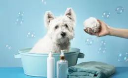 melhores shampoos para cachorro