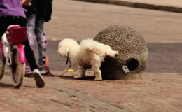 meu cachorro fazendo xixi na rua