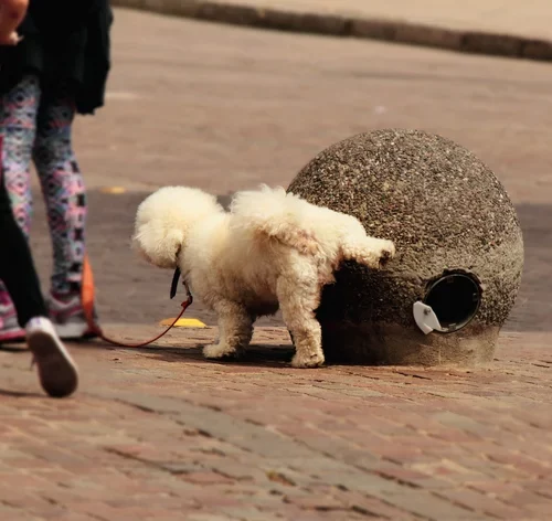 meu cachorro fazendo xixi na rua