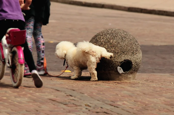 meu cachorro fazendo xixi na rua 