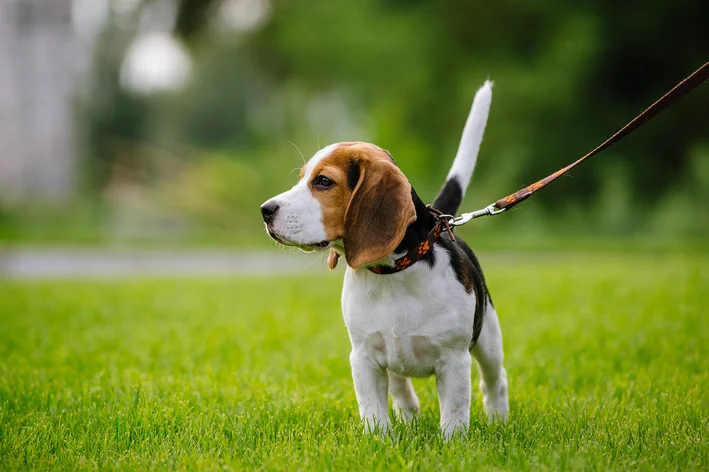 cachorro passeando no parque