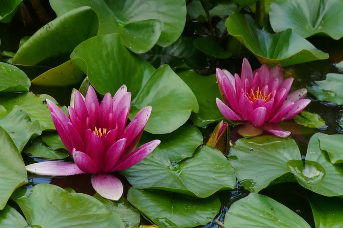 Duas ninfeias rosas no lago