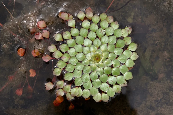 folhas de planta mosaico