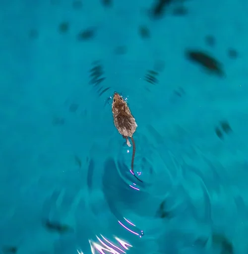 rato nadando na piscina