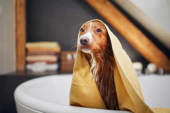 Shampoo para cachorro