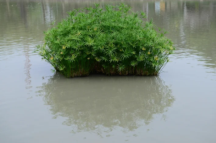 sombrinha chinesa no lago