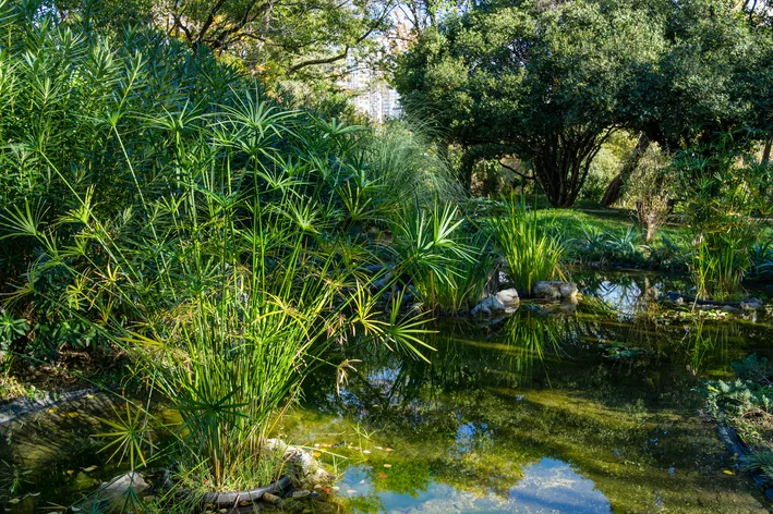 sombrinha chinesa no lago