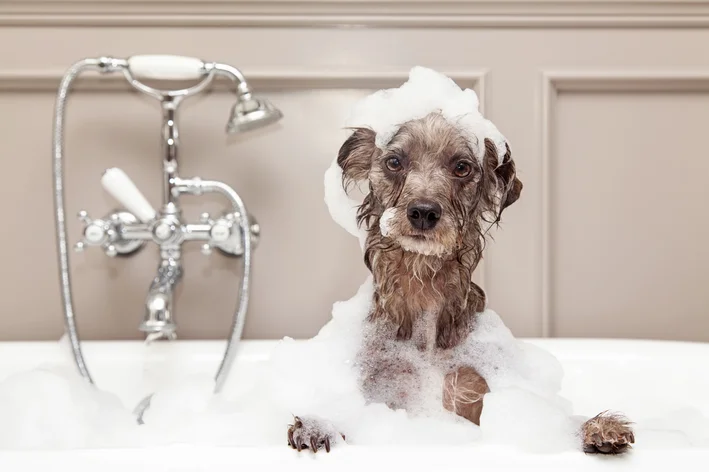Tipos de shampoo para cachorro