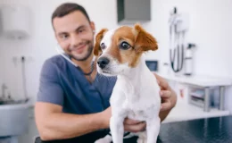 cachorro esperando para tomar vacina para gripe canina