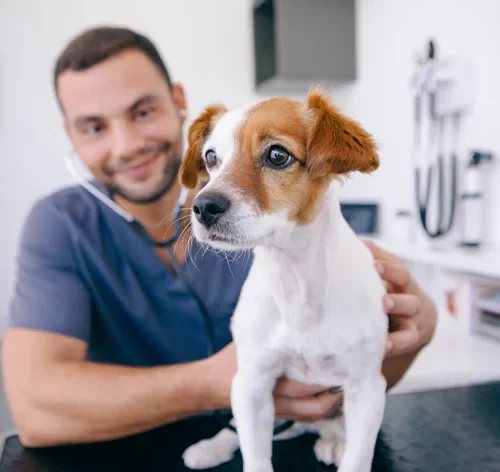cachorro esperando para tomar vacina para gripe canina