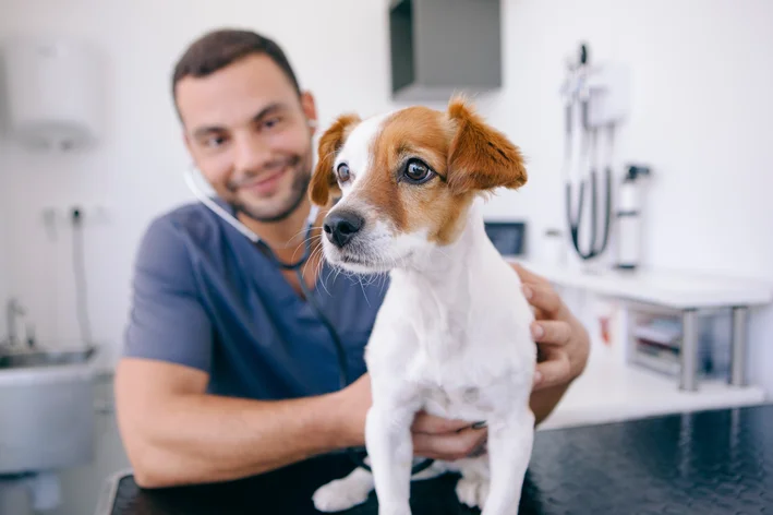 cachorro esperando para tomar vacina para gripe canina