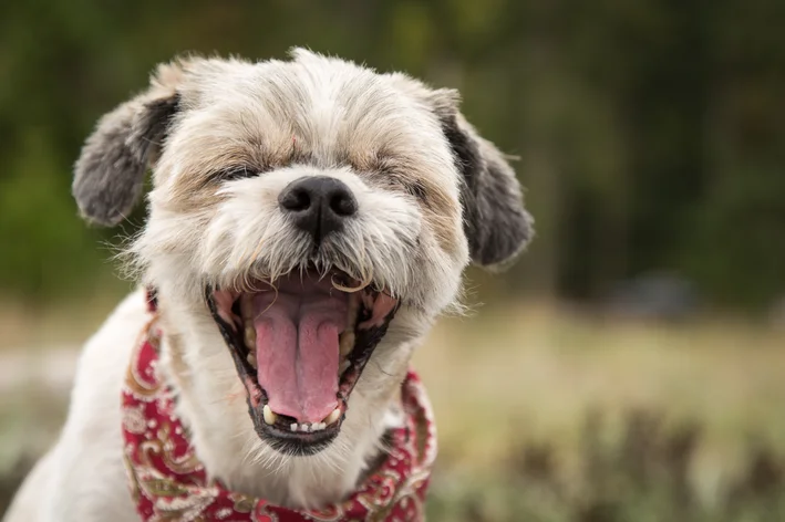 cachorro espirrando muito