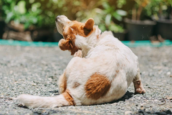 alergia em cachorro 