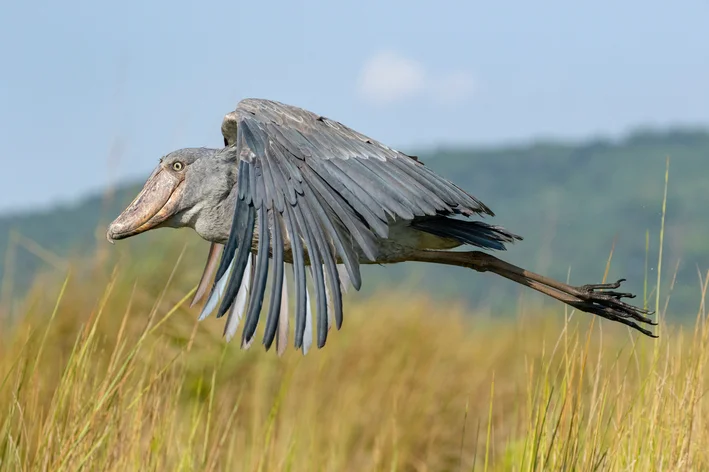 cegonha-bico-de-sapato Balaeniceps rex