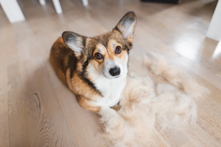 cachorro com alergia na pele 