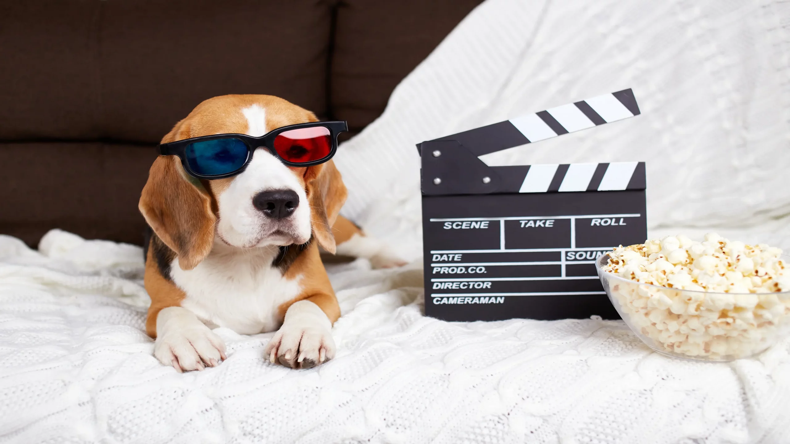 imagem de 17 filmes de cachorro que você precisa assistir!