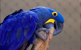 arara-azul no poleiro