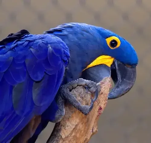 arara-azul no poleiro