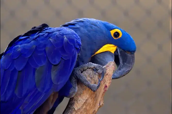 arara-azul no poleiro