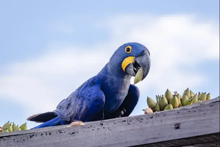 arara-azul-comendo-fruto